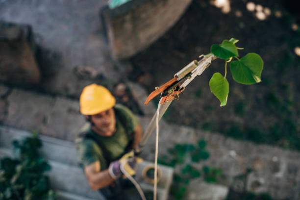 Dumbarton, VA Tree Service Company